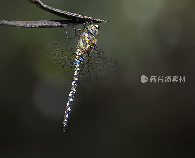 流动小贩蜻蜓。Aeshna mixta